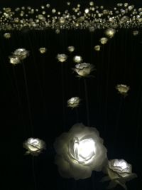 Close-up of illuminated lamp hanging against black background