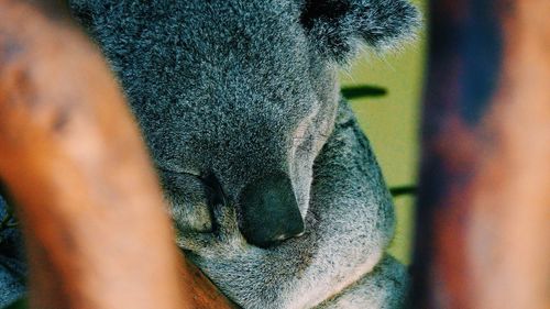 Close-up of koala bear sleeping in zoo