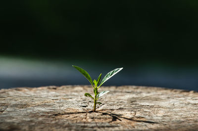 Close-up of plant