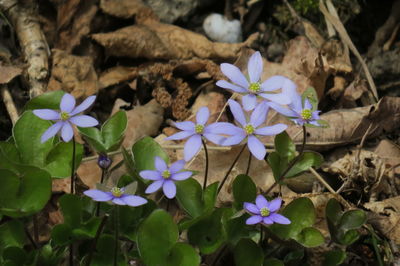 High angle view of purple flowering plants on land