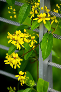 Close-up of yellow flowering plant