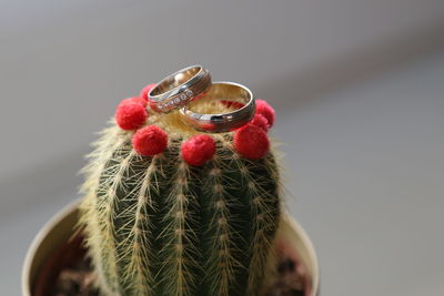 Close-up of succulent plant