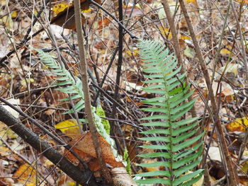 Close-up of succulent plant on field