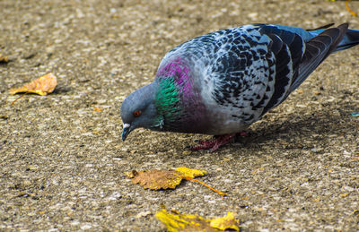 Close-up of pigeon