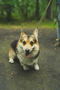 Corgi welsh pembroke in the summer with its owner