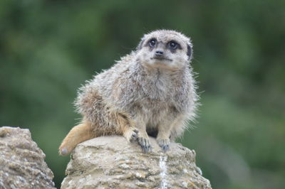 Close-up of meerkat outdoors
