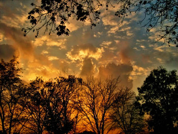 Low angle view of silhouette trees against sky