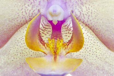 Close-up of flower