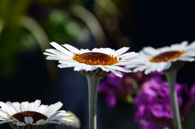 Close-up of butterfly pollinating on purple flowering plant