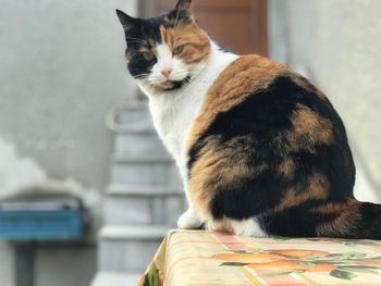 Close-up of cat sitting
