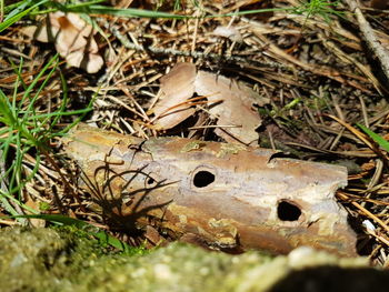 High angle view of insect on field