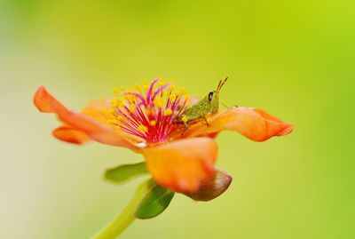 Close-up of honey bee on flower