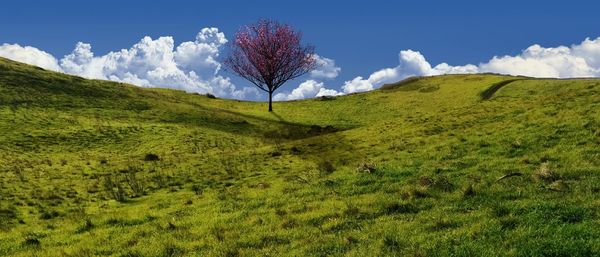 Scenic view of grassy field against cloudy sky
