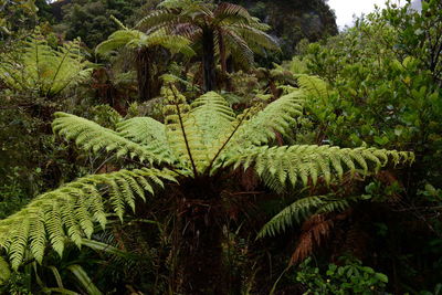 Palm trees growing in forest