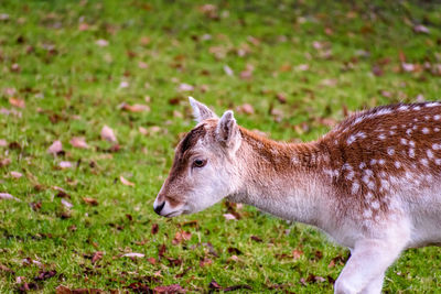 Side view of a horse on field