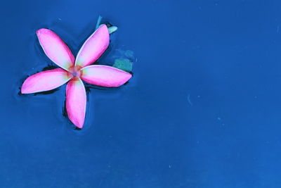 High angle view of pink floating on water