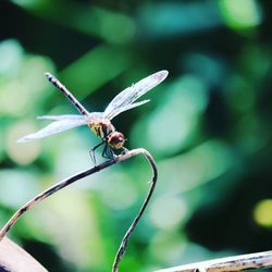 Close-up of dragonfly on leaf
