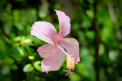 Close-up of flower blooming outdoors