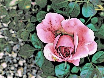 Close-up of pink rose