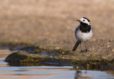 Close-up of bird perching on a lake