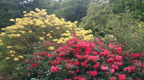 Flowers growing on tree against sky