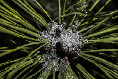 Close-up of plant