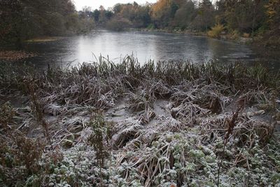 Scenic view of lake in forest