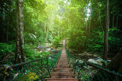 Footbridge amidst trees in forest