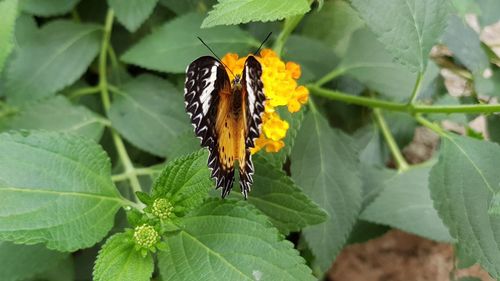 Close-up of butterfly pollinating on flower