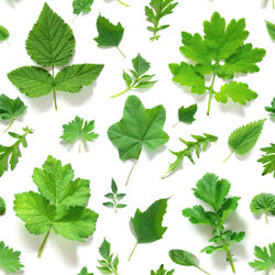 High angle view of leaves against white background