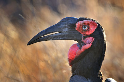 Southern ground hornbill,bucorvus leadbeateri, kruger national park, south africa