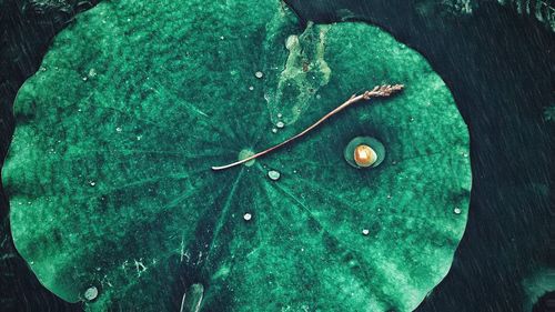 High angle view of lily pad floating on water