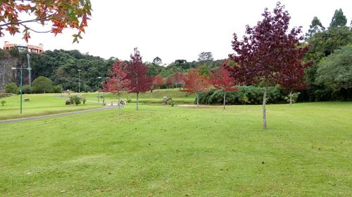 Scenic view of trees on field against sky