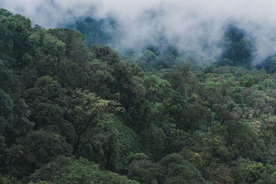 Scenic view of forest