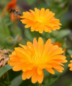 Close-up of bee pollinating on yellow flower