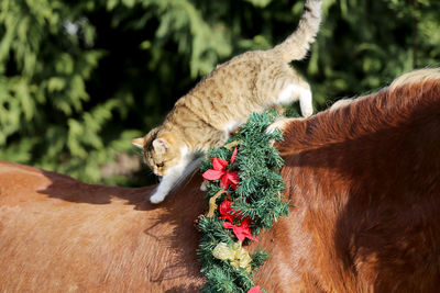 View of a cat on plant