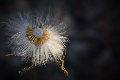 Extreme close-up of dandelion flower