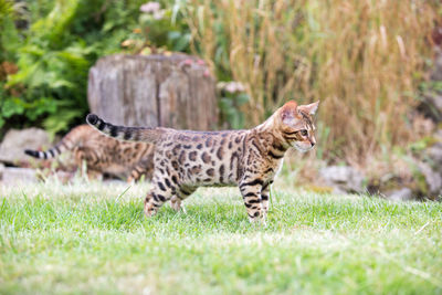 Cats on landscape