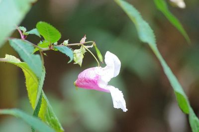 Close-up of insect on flower blooming outdoors