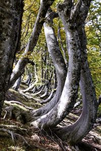 Close-up of tree trunk