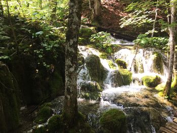 Scenic view of waterfall in forest