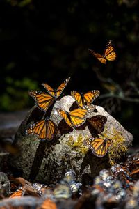 Close-up of butterfly pollinating on flower