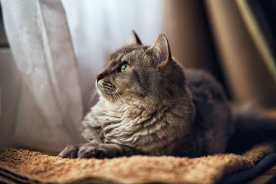 Close-up of a cat looking away