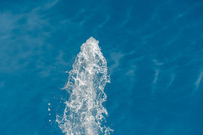 High angle view of jellyfish swimming in sea