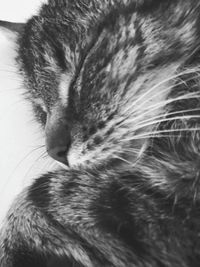 Close-up of cat with eyes closed