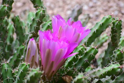 Close-up of pink flowering plant