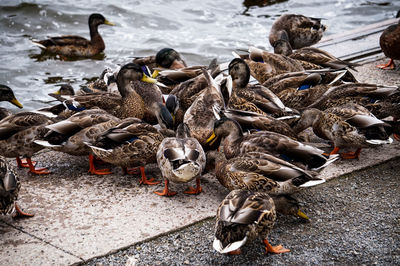 High angle view of mallard ducks in lake