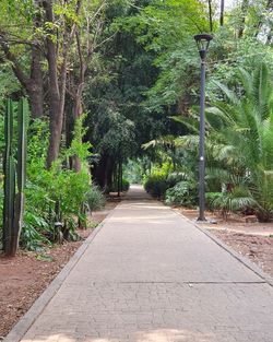 Empty footpath amidst trees in park