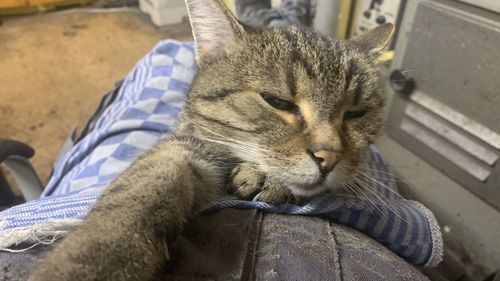 Close-up of tabby cat with eyes closed