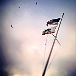 Low angle view of bird flying in sky